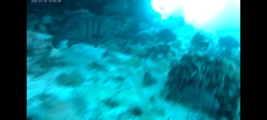 Acanthistius patachonicus
