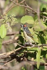 Pogoniulus pusillus
