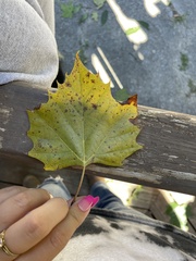 Platanus