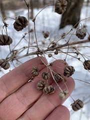 Napaea dioica