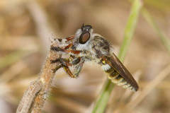 Megaphorus acrus