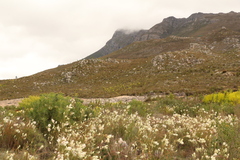 Leucadendron burchellii