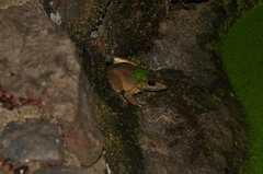 Limnonectes blythii