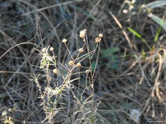 Linum suffruticosum