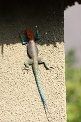 Agama dodomae dodomae