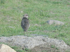 Vanellus chilensis