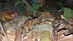 Rhinella margaritifera
