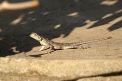 Agama dodomae dodomae