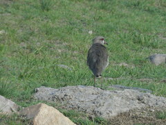 Vanellus chilensis