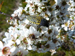 Stigmodera macularia