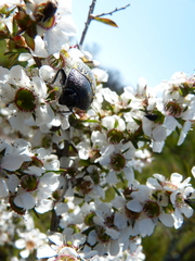 Stigmodera macularia