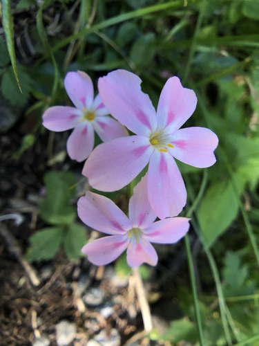 Northern phlox (Phlox adsurgens)