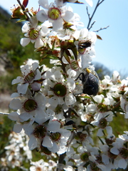 Stigmodera macularia