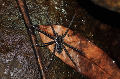 Dolomedes mizhoanus