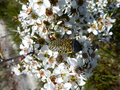 Stigmodera macularia