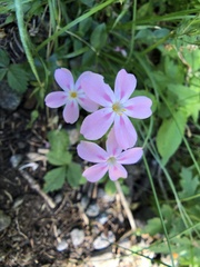 Phlox adsurgens