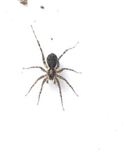 Pardosa saxatilis
