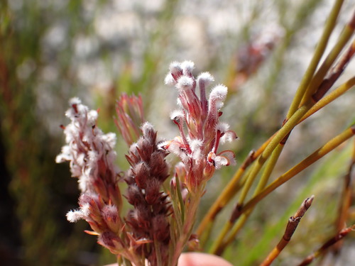 Image of Spatalla barbigera by (c) Ren Hoekstra, some rights reserved (CC BY)