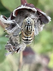 Eristalinus