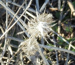 Atractylis cancellata