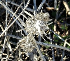 Atractylis cancellata