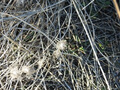 Atractylis cancellata