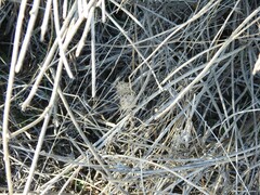 Atractylis cancellata