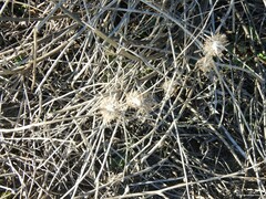 Atractylis cancellata