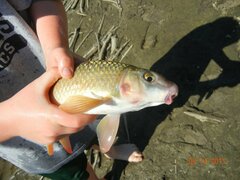 Moxostoma macrolepidotum