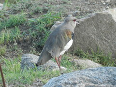 Vanellus chilensis