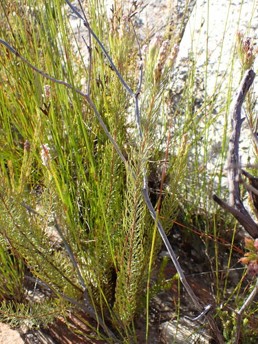 Image of Spatalla barbigera by (c) Ren Hoekstra, some rights reserved (CC BY)