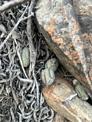 Baculellum articulatum