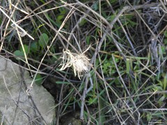 Atractylis cancellata