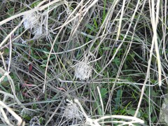 Atractylis cancellata