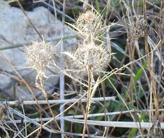 Atractylis cancellata