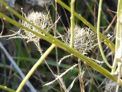 Atractylis cancellata