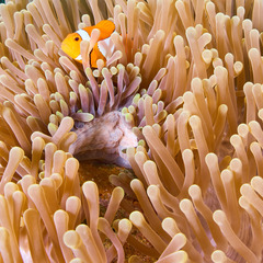 Amphiprion ocellaris