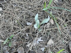 Cynoglossum cheirifolium