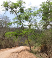 Anadenanthera colubrina