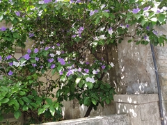 Brunfelsia australis