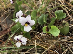 Viola cuneata