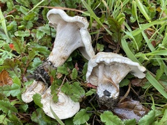 Clitocybe rivulosa