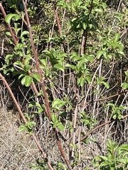 Sambucus cerulea