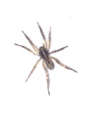 Schizocosa avida