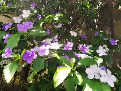 Brunfelsia australis