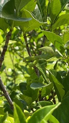 Stagmatoptera hyaloptera