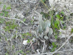Cynoglossum cheirifolium