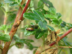 Disonychodes exclamationis