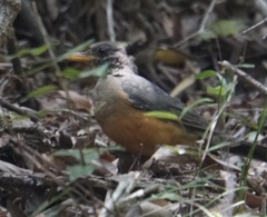 Turdus olivaceus