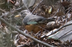 Turdus olivaceus
